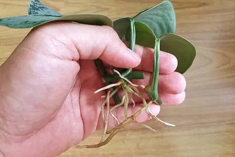 hand holding pothos stem cuttings with developed roots during home propagation