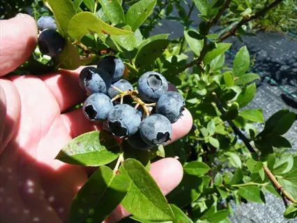 hand holding ripe polaris half-high blueberry fruits on the plant, showcasing characteristic blue berries with bloom and green foliage