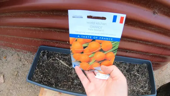 hand holding seed packet for paris market 5 carrots above a soil-filled container ,  showcasing paris market carrots containers variety for planting