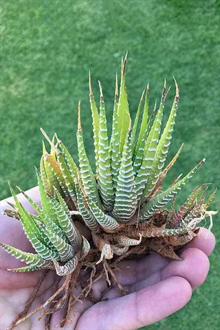 hand holding uprooted haworthia succulent cluster with multiple rosettes (pups) - demonstrating dividing succulent plant propagation. grass background