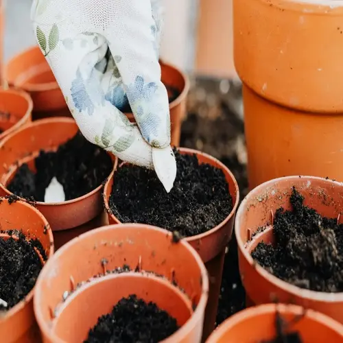 hand in floral gardening glove planting a seed into potting soil within terracotta pots