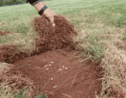 hand lifting turf to reveal chafer grub lawn infestation with exposed soil and white grubs