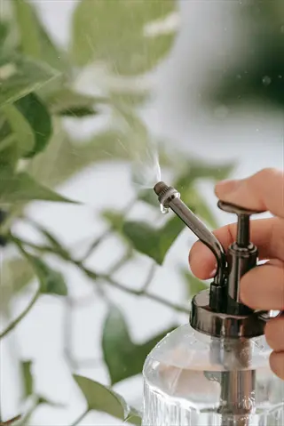 hand operating spray bottle applying water spray to green plant leaves