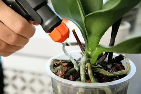 hand spraying orchid in clear pot for orchid fertilizer application, visible roots and leaves receiving liquid nourishment