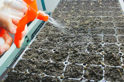 hand using orange spray bottle for misting seed trays to maintain consistent moisture during germination