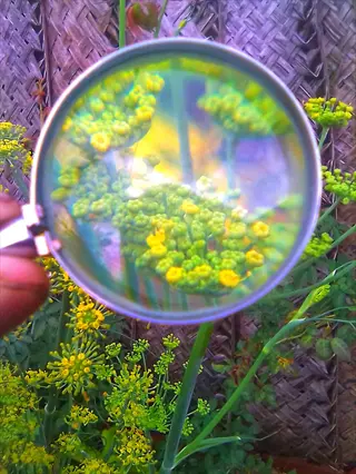 handheld magnifying glass inspecting vibrant yellow flowers and green foliage against a woven fence background, showcasing enlarged botanical details