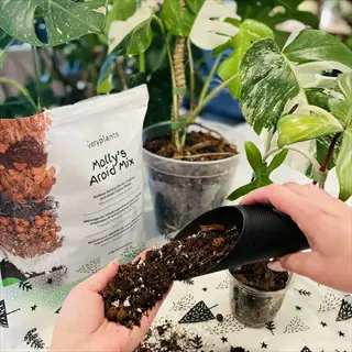 hands adding potting soil container with molly's aroid mix to potted monstera plant