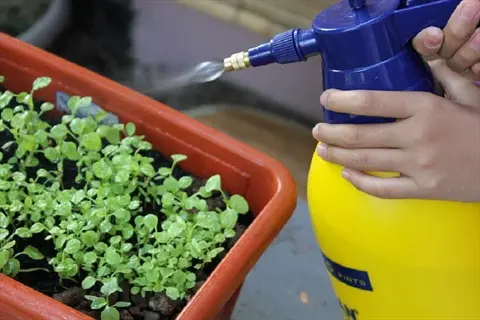 hands applying baking soda garden spray from a yellow-and-blue pump bottle to young seedlings in a terracotta pot
