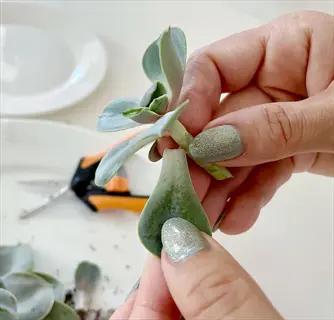 hands demonstrating removing succulent leaf twist: carefully twisting a plump echeveria leaf from stem with pruning shears and propagation plate visible