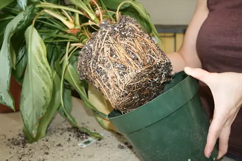 hands gently removing root-bound houseplant from green plastic pot during repotting