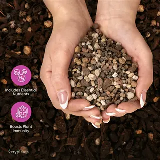 hands holding a mixture of potting soil and perlite, showcasing a quality potting mix with essential nutrients and plant immunity benefits