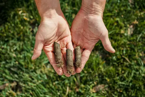 hands holding core aerator lawn plugs over green grass