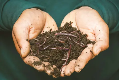 hands holding earthworms in rich soil from a healthy compost pile