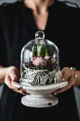 hands holding garden cloche with seedlings, visible roots and soil