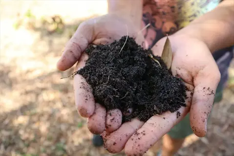 hands holding garden soil with compost for soil preparation