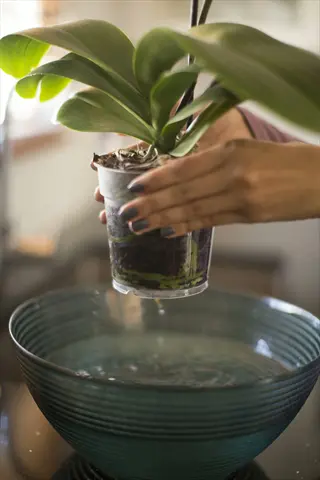 hands holding potted orchid above water bowl demonstrating orchid soaking water via immersion soaking method