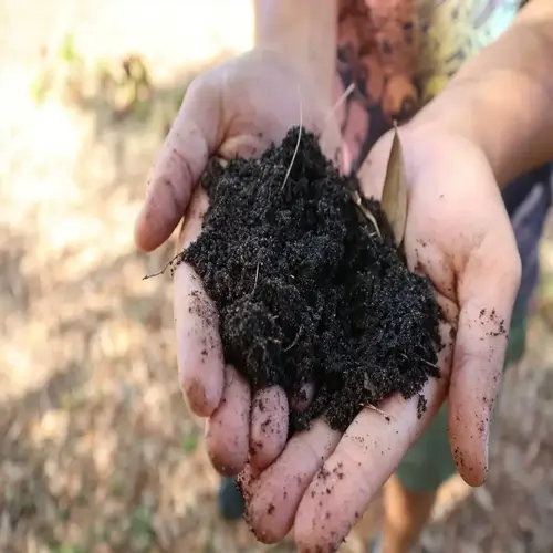 hands holding rich dark garden soil with organic matter and a small leaf