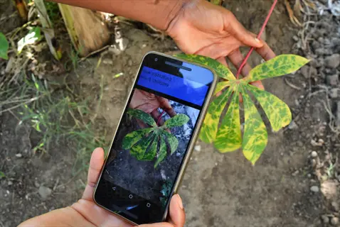 hands holding smartphone running plant disease detection app and diseased cassava leaf with mosaic virus symptoms