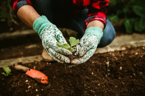 hands in floral gardening gloves planting young plant in garden soil with trowel nearby