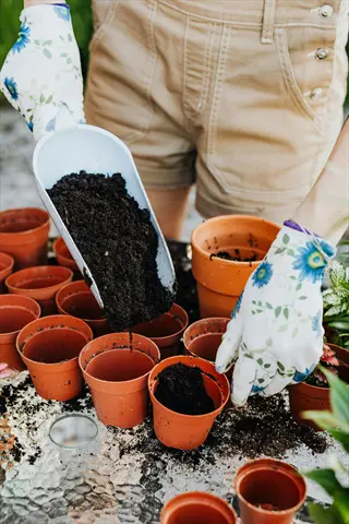 hands in floral gloves filling small terracotta pots with soil for new plantings