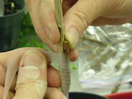 hands performing side graft technique on plant stem with grafting tape - side graft technique