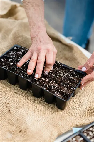 hands preparing soil in seed trays on burlap surface during garden planting process