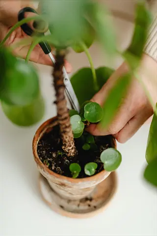 hands pruning houseplant stems of a pilea plant with scissors for plant care