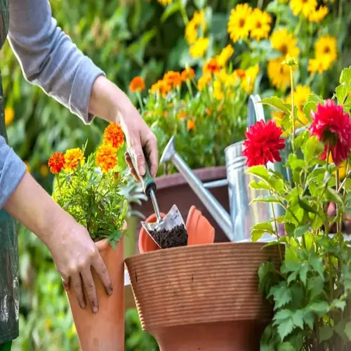 hands repotting marigolds in terracotta pots during flower garden month planting with watering can and dahlia blooms