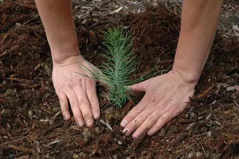hands transplanting a young evergreen seedling into prepared soil with mulch