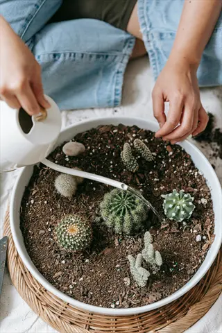 hands watering a potted collection of various cactus plants using a white watering can, demonstrating proper cactus care technique