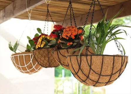 hanging baskets with coco fiber liners (coco liner method) displaying colorful flowering plants and greenery, suspended from a wooden structure in an outdoor setting