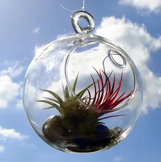 hanging glass terrarium with air plants, moss, and stones against a bright cloudy sky