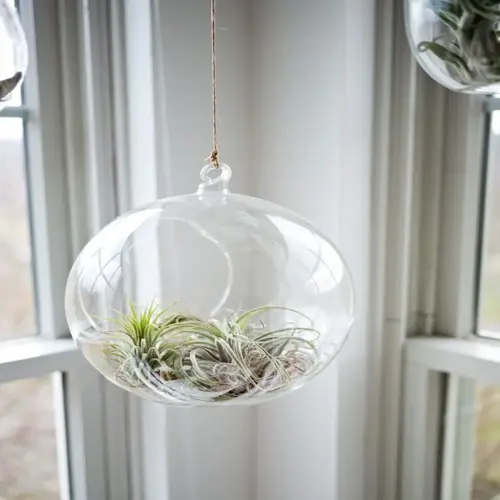 hanging glass terrarium with air plants positioned near a window