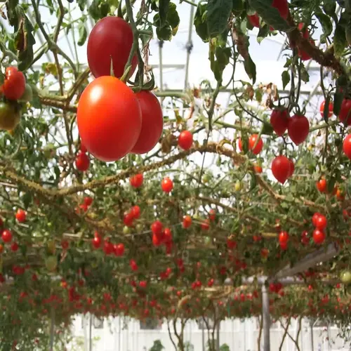 hanging tomato plant bucket with ripe red tomatoes in a greenhouse setting