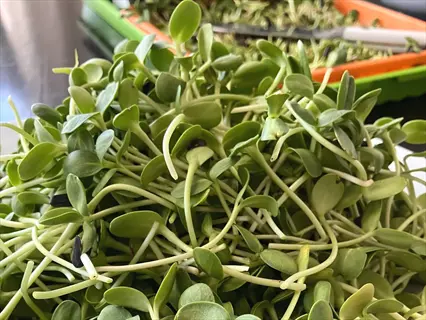 harvest-ready sunflower microgreens with broad green cotyledons and pale stems piled on a surface, cultivation trays visible in background