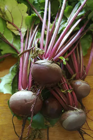 harvested detroit dark red beets with roots and leafy tops on a wooden surface