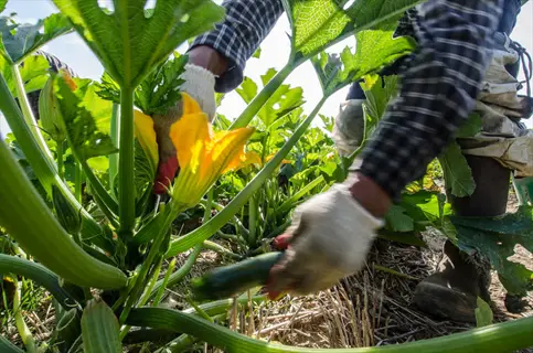 harvesting green zucchini in a garden with bright yellow flowers