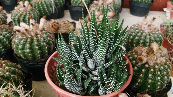 haworthia attenuata zebra plant in pink pot showcasing white-striped dark green leaves, surrounded by various cacti in black containers