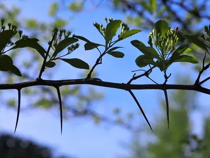 hawthorn tree branch with sharp thorns, green leaves, and white flower clusters against a blue sky