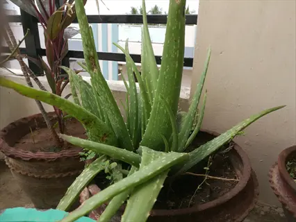 healthy aloe vera potted plant with succulent green leaves in a clay pot, placed outdoors on a patio