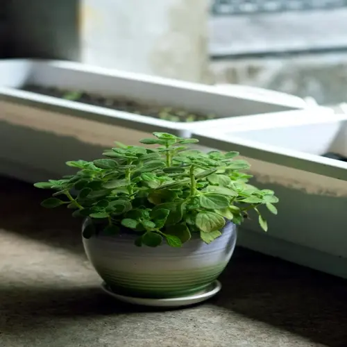 healthy basil plant in ceramic pot on sunny windowsill with natural light, showing lush green leaves and nearby plant containers