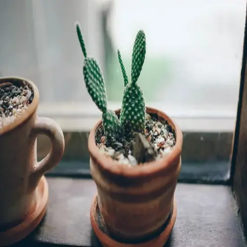 healthy cactus in a terracotta pot on a sunlit windowsill with decorative stones and another pottery vessel nearby