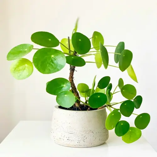healthy chinese money plant with round green leaves in a light gray textured ceramic pot against a plain white background
