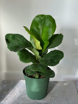 healthy dark green ficus tree in green pot with large glossy leaves on gray surface