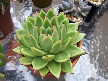 healthy echeveria succulent plant with plump green leaves and red-tipped edges in terracotta pot, placed on glass surface among other potted succulents