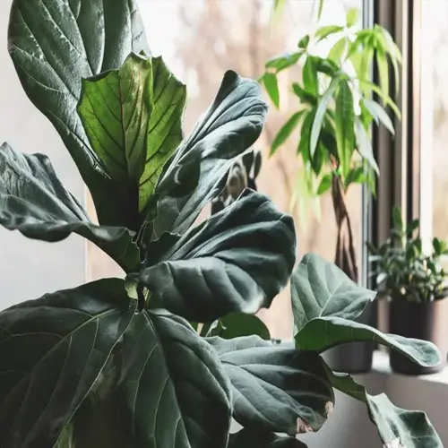 healthy fiddle leaf fig with large glossy green leaves indoors near a sunny window with other houseplants