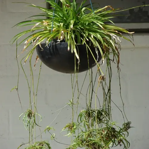 healthy green spider plant in black hanging basket with long runners against white brick wall