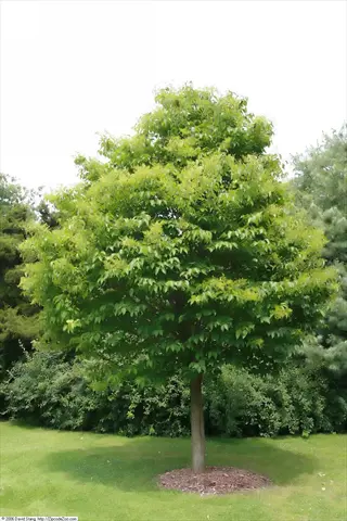 healthy ivory silk lilac tree with full green canopy in a landscaped garden setting