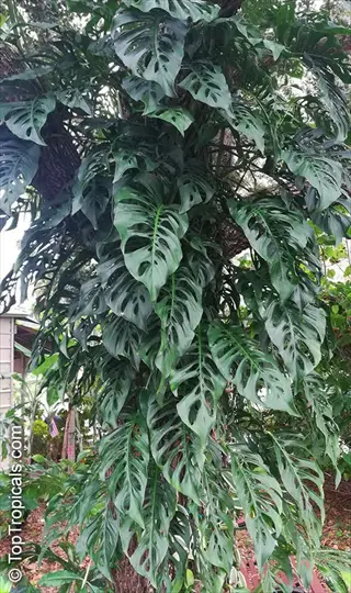 healthy monstera adansonii round plant with large fenestrated leaves growing outdoors