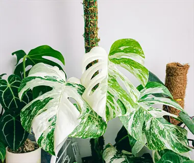 healthy monstera albo variegated plant with large white-and-green marbled split leaves, moss pole support, and other houseplants indoors